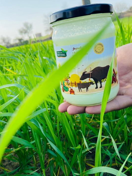Desi Buffalo Ghee